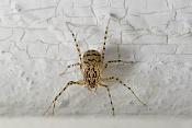getijgerde lijmspuiter (scytodes thoracica) 05-2011 7186